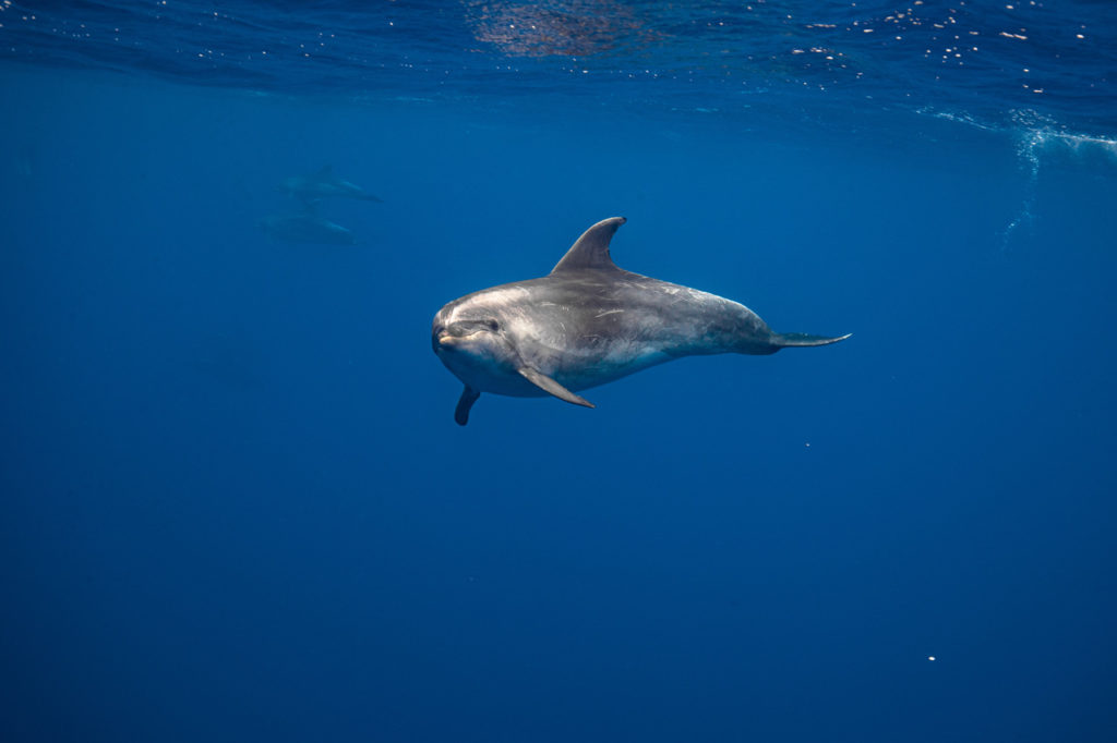 A Lone Dolphin in the Blue with Salty Swims Marine Life Experiences