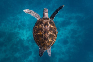 Swimming with Turtles Australia